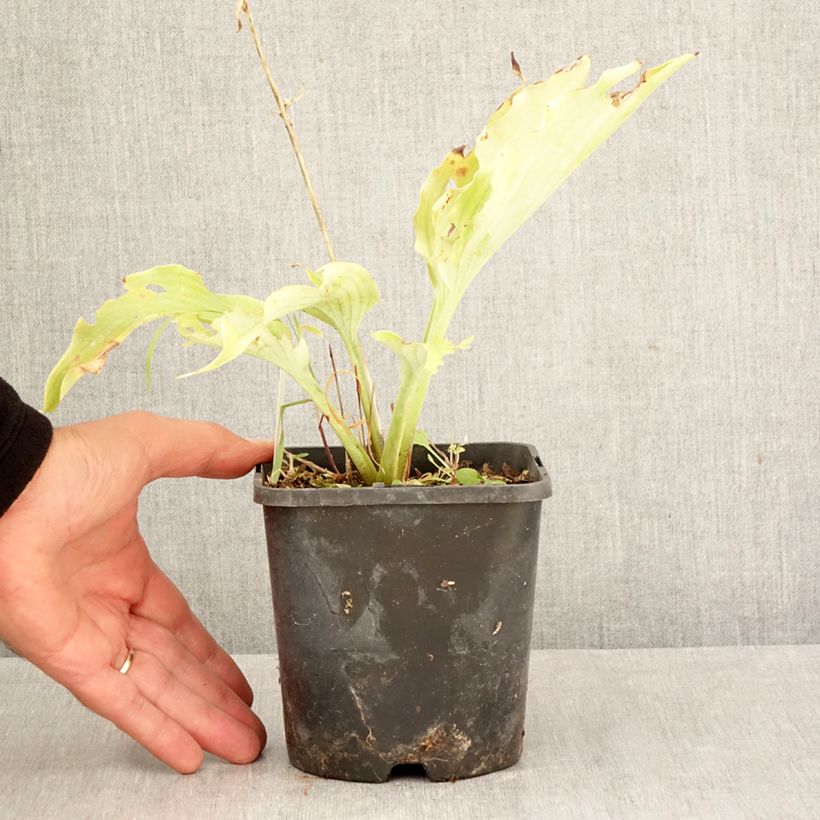 Exemplar von Hosta Neptune - Garten-Funkie Topf mit 1,5L/2L wie im Herbst geliefert