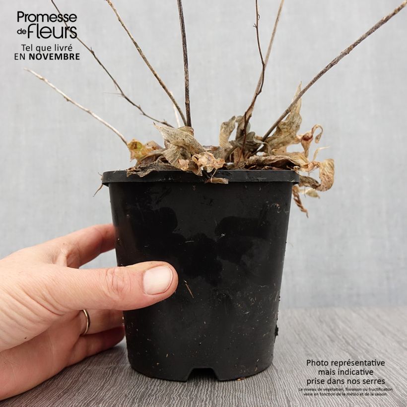 Exemplar von Hosta Obi-One Kenobi - Garten-Funkie Topf mit 1,5L/2L wie im Herbst geliefert