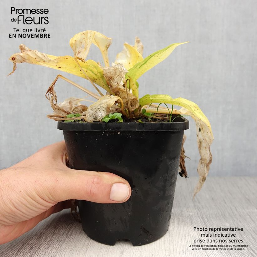 Exemplar von Hosta Orange Marmelade - Garten-Funkie Topf mit 1,5L/2L wie im Herbst geliefert