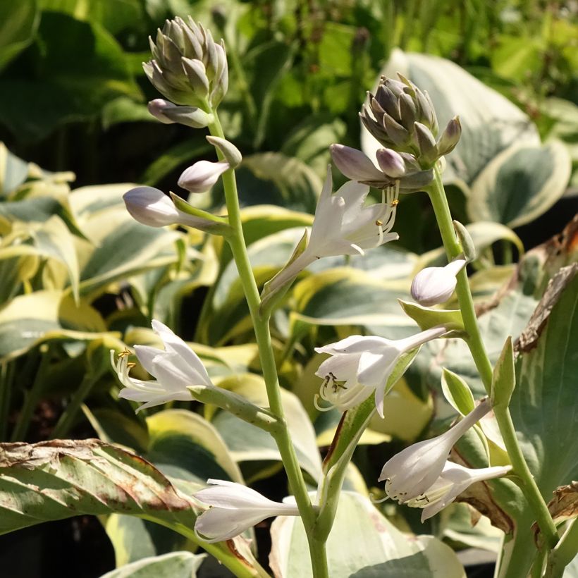 Hosta Orion's Belt - Garten-Funkie (Blüte)