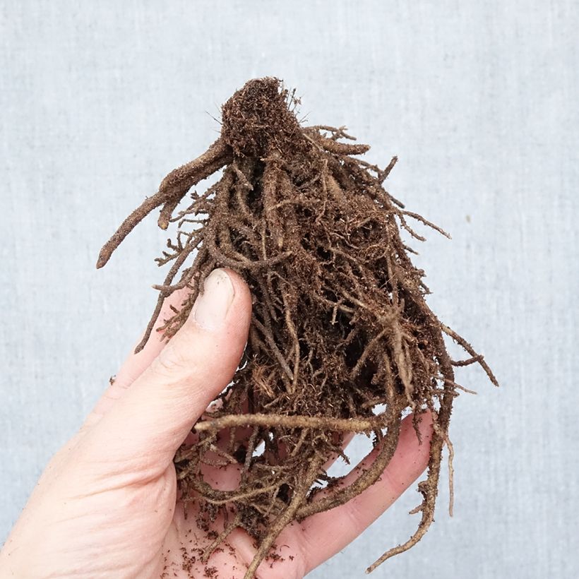 Exemplar von Hosta Orion's Belt - Garten-Funkie Wurzelnackt wie im Winter geliefert