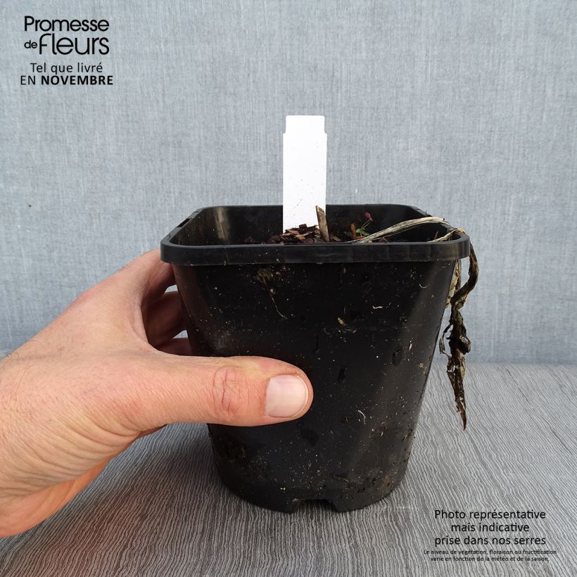 Exemplar von Hosta Fireworks - Garten-Funkie Topf mit 1,5L/2L wie im Herbst geliefert