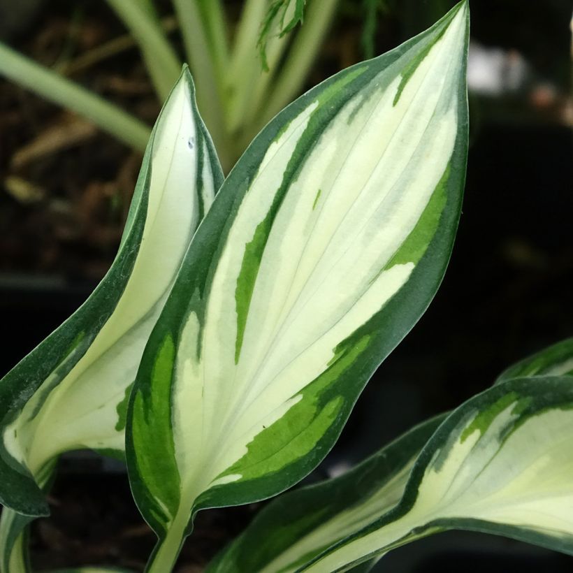 Hosta Fireworks - Garten-Funkie (Laub)