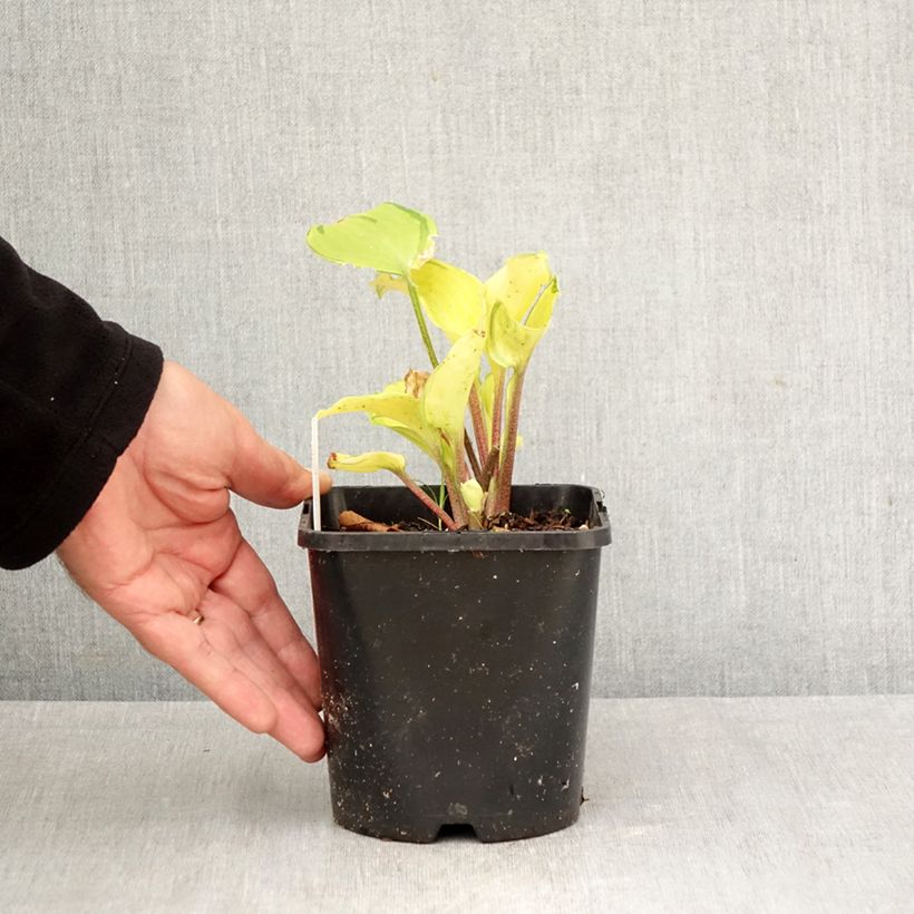 Exemplar von Hosta Paradise Island - Garten-Funkie Topf mit 1,5L/2L wie im Herbst geliefert