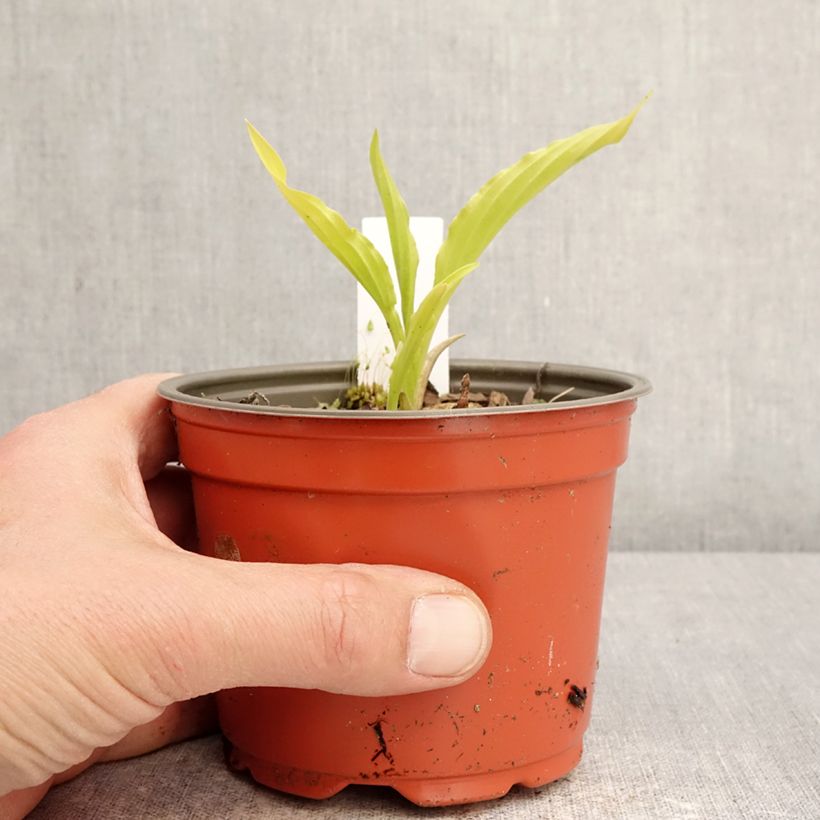 Exemplar von Hosta Party Streamers - Funkie Topf 12 cm / 13 cm wie im Frühjahr geliefert