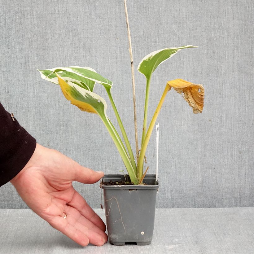 Exemplar von Hosta fortunei Patriot's Fire - Garten-Funkie Kleine Töpfe von 8/9 cm wie im Herbst geliefert