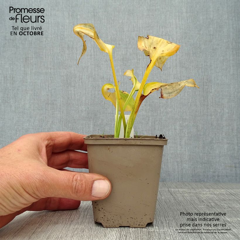 Exemplar von Hosta Paul s Glory - Garten-Funkie Kleine Töpfe von 8/9 cm wie im Herbst geliefert