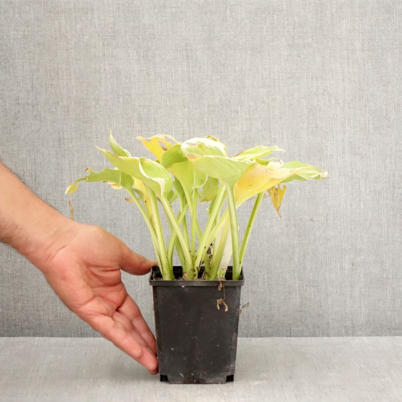 Exemplar von Hosta Pizzazz - Garten-Funkie Kleine Töpfe von 8/9 cm wie im Herbst geliefert