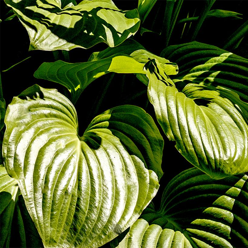 Hosta plantaginea grandiflora - Garten-Funkie (Laub)