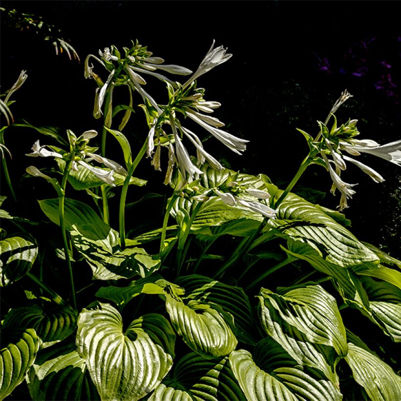 Hosta plantaginea grandiflora - Garten-Funkie (Hafen)