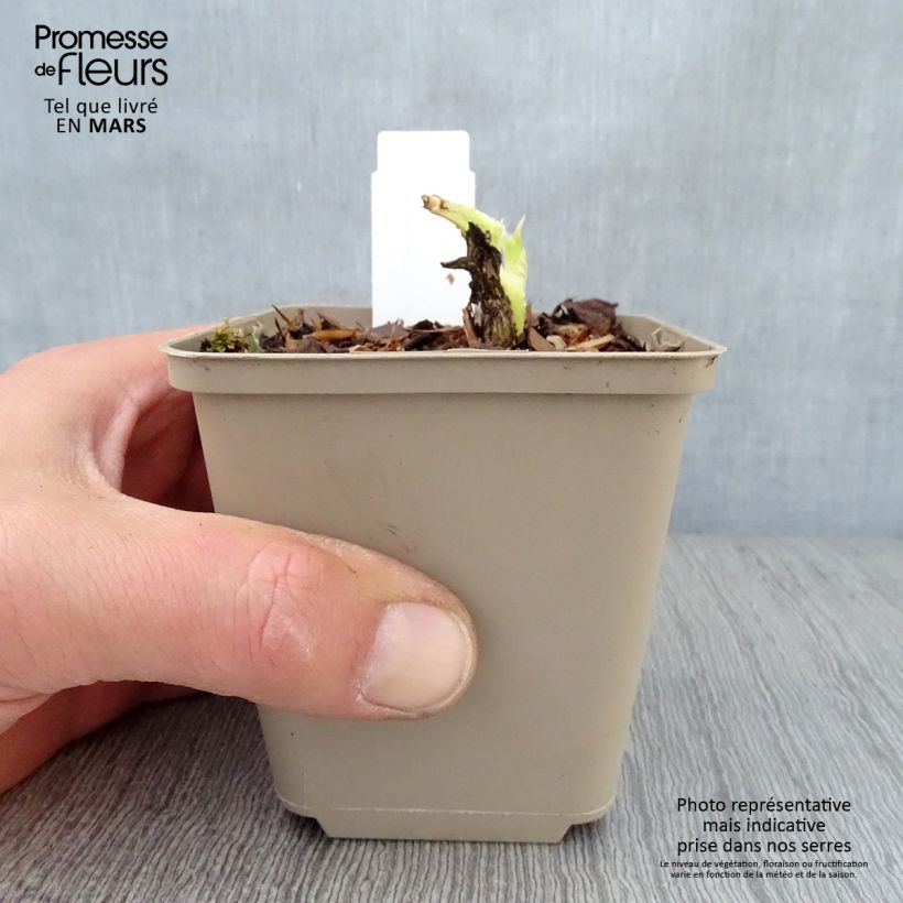 Exemplar von Hosta plantaginea grandiflora - Garten-Funkie Kleine Töpfe von 8/9 cm wie im Frühjahr geliefert