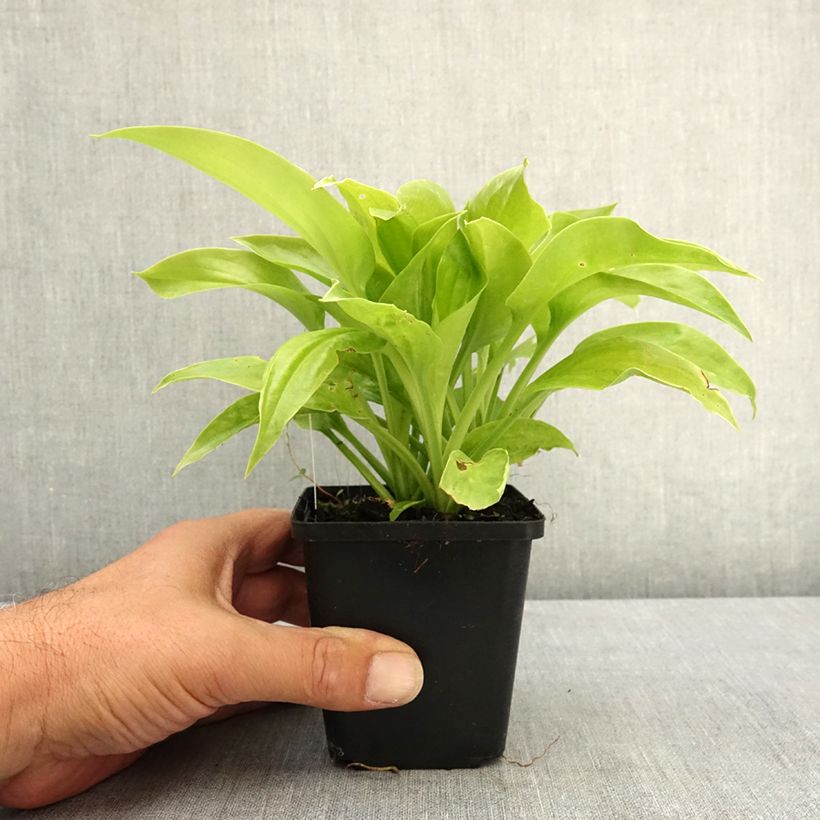 Exemplar von hosta plantaginea grandiflora Godet de 8/9 cm wie im Sommer geliefert