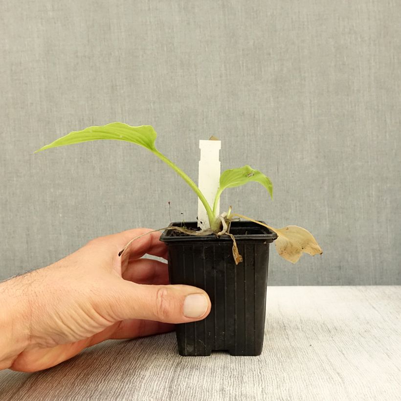 Exemplar von Hosta plantaginea var. japonica - Garten-Funkie Kleine Töpfe von 8/9 cm wie im Herbst geliefert