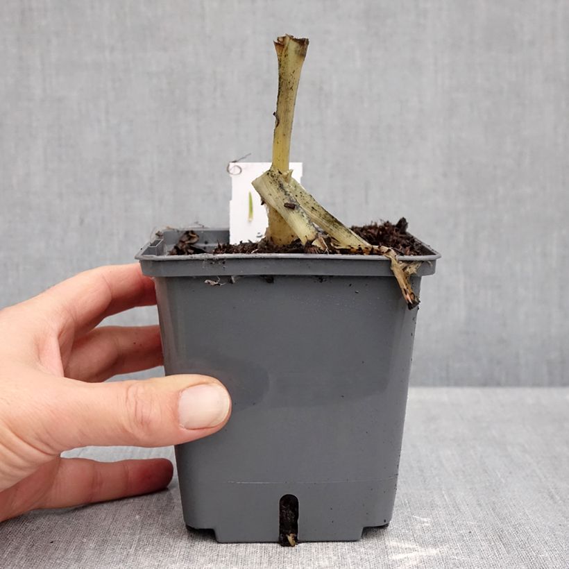 Exemplar von Hosta plantaginea Venus - Garten-Funkie Topf mit 1,5L/2L wie im Herbst geliefert