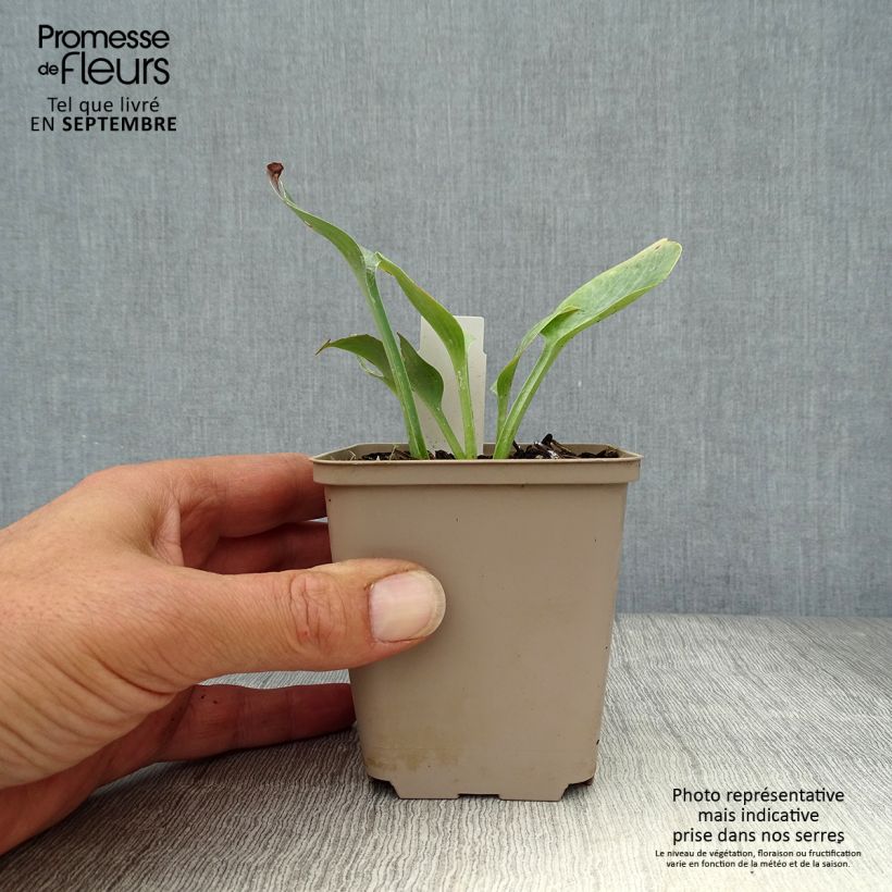 Exemplar von Hosta Prairie Sky - Garten-Funkie Kleine Töpfe von 8/9 cm wie im Herbst geliefert