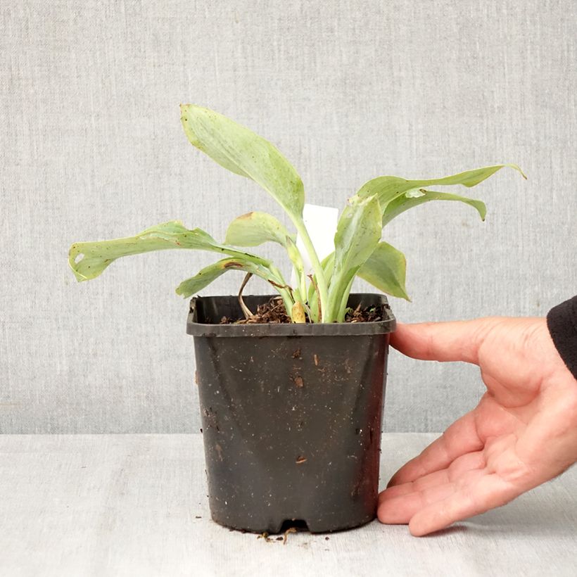 Exemplar von Hosta Prairie Sky - Garten-Funkie Topf mit 1,5L/2L wie im Herbst geliefert