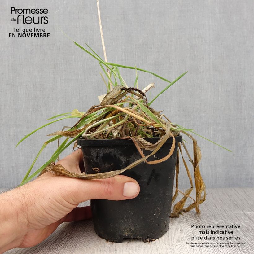 Exemplar von Hosta Praying Hands - Garten-Funkie Topf mit 1,5L/2L wie im Herbst geliefert