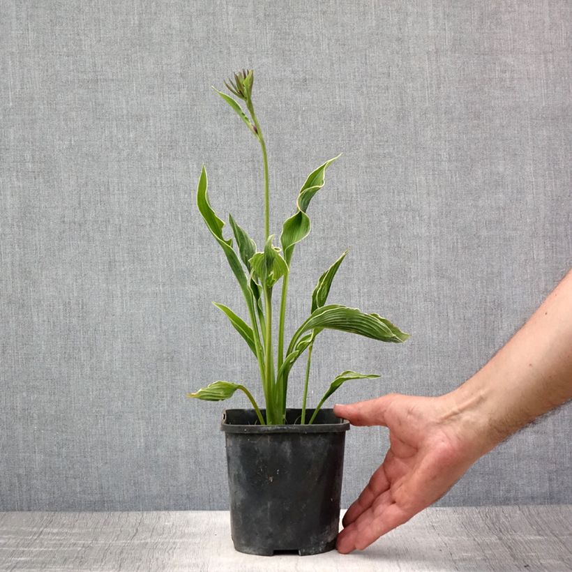 Exemplar von Hosta Praying Hands - Garten-Funkie Topf mit 1,5L/2L wie im Sommer geliefert