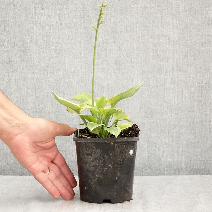 Exemplar von Hosta Radiant Edger - Garten-Funkie Topf mit 1,5L/2L wie im Sommer geliefert