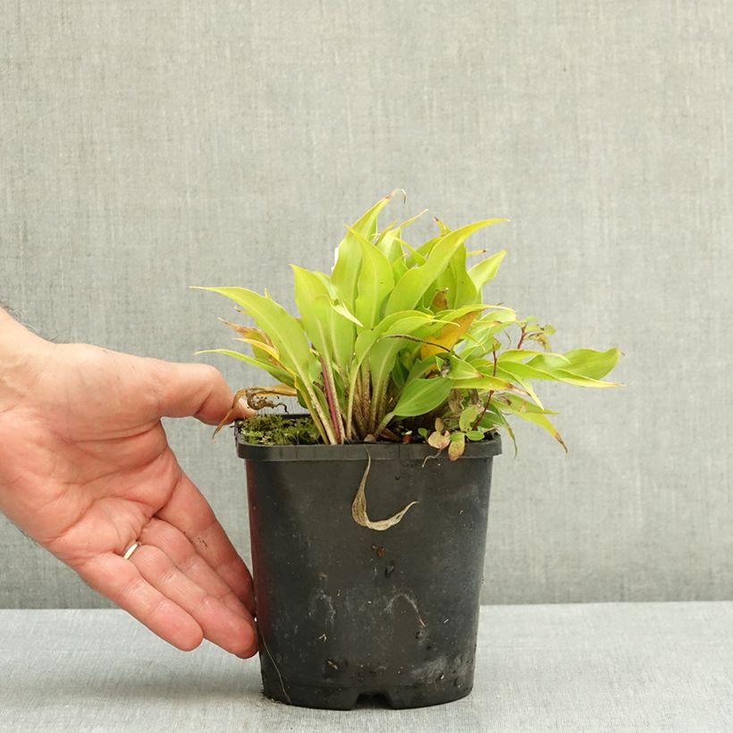 Exemplar von Hosta Raspberry Sorbet - Garten-Funkie Topf mit 1,5L/2L wie im Herbst geliefert