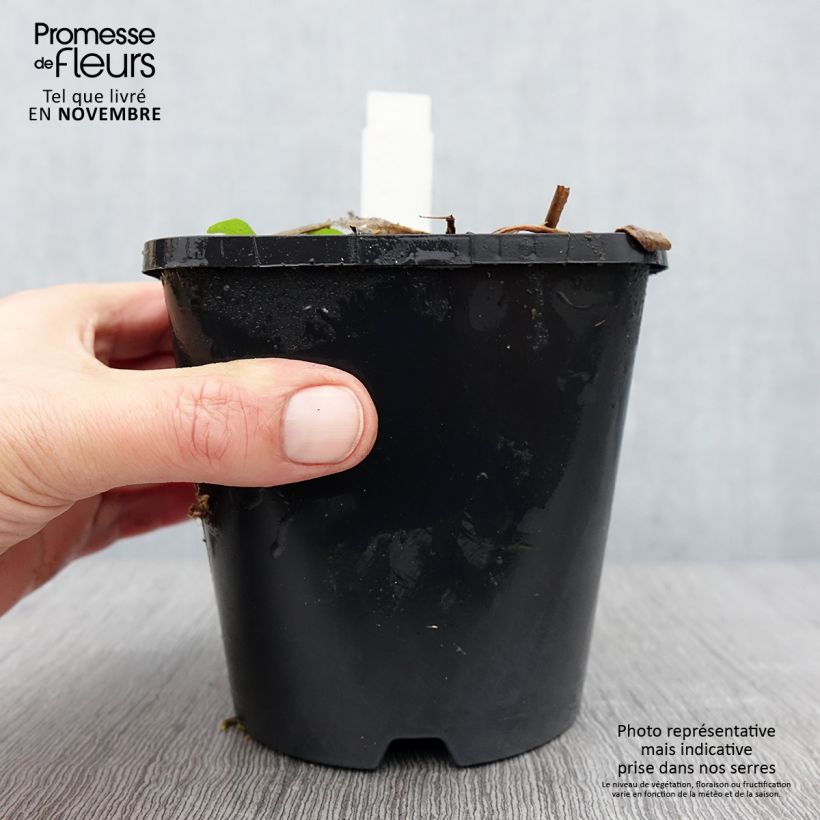 Exemplar von Hosta Raspberry Sundae - Garten-Funkie Topf mit 1,5L/2L wie im Herbst geliefert
