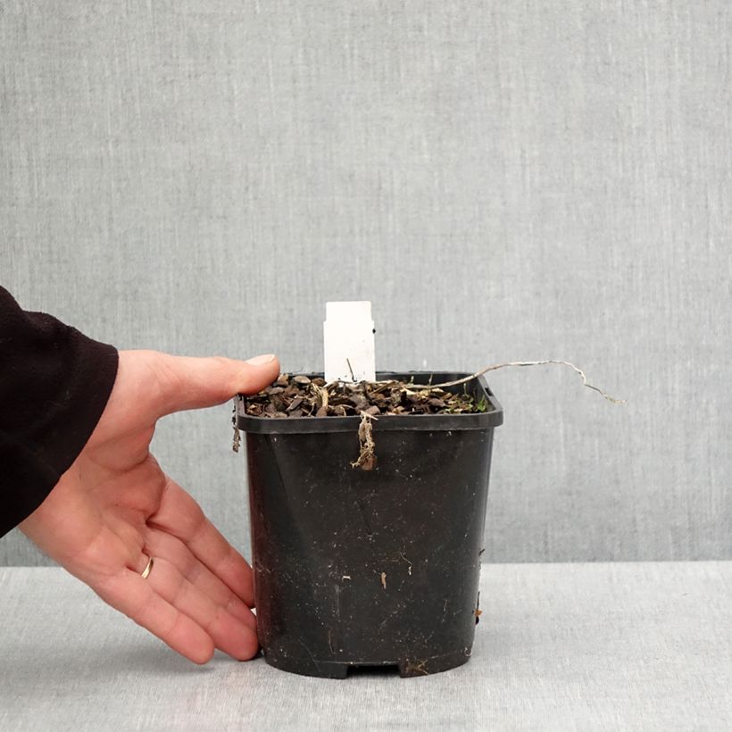 Exemplar von Hosta Raspberry Sundae - Garten-Funkie Topf mit 1,5L/2L wie im Frühjahr geliefert