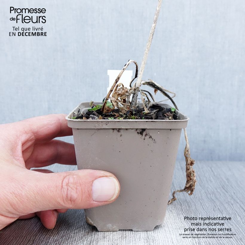 Exemplar von Hosta Robert Frost - Garten-Funkie Kleine Töpfe von 8/9 cm wie im Herbst geliefert