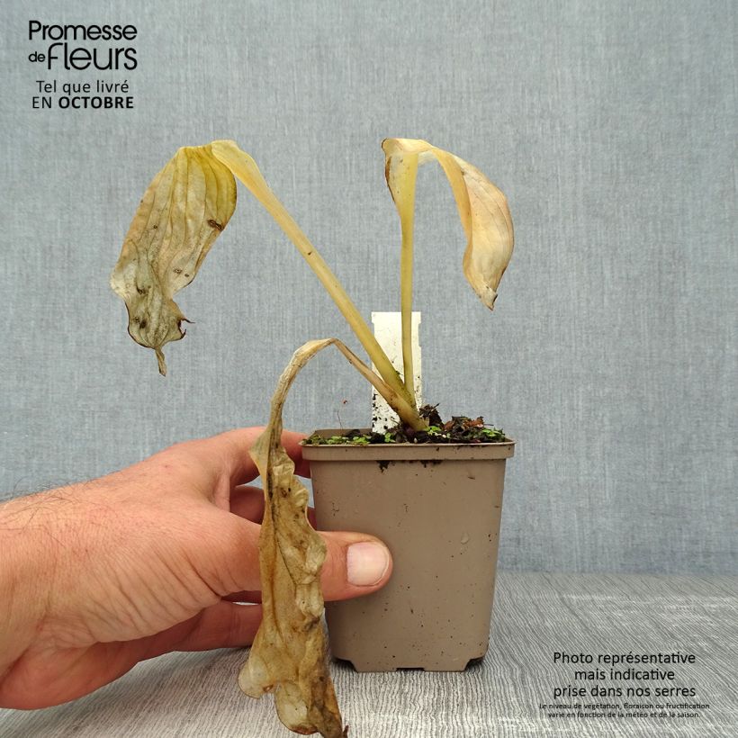 Exemplar von Hosta Royal Standard - Garten-Funkie Kleine Töpfe von 8/9 cm wie im Herbst geliefert