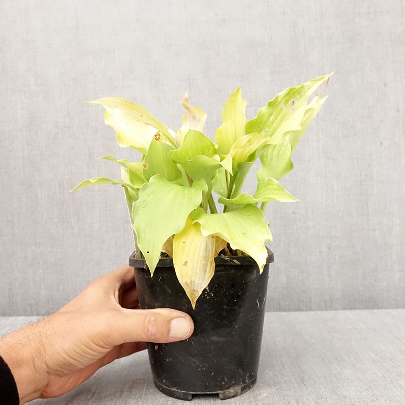 Exemplar von Hosta Ruffed Up - Garten-Funkie Topf mit 1,5L/2L wie im Herbst geliefert