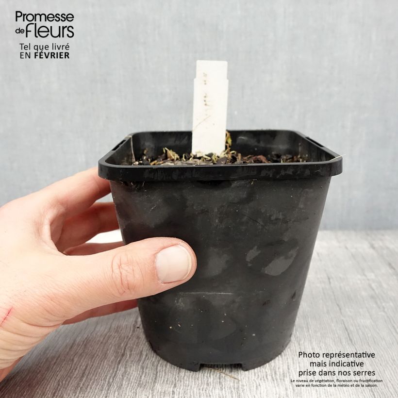 Exemplar von Hosta Ruffed Up - Garten-Funkie Topf mit 1,5L/2L wie im Winter geliefert