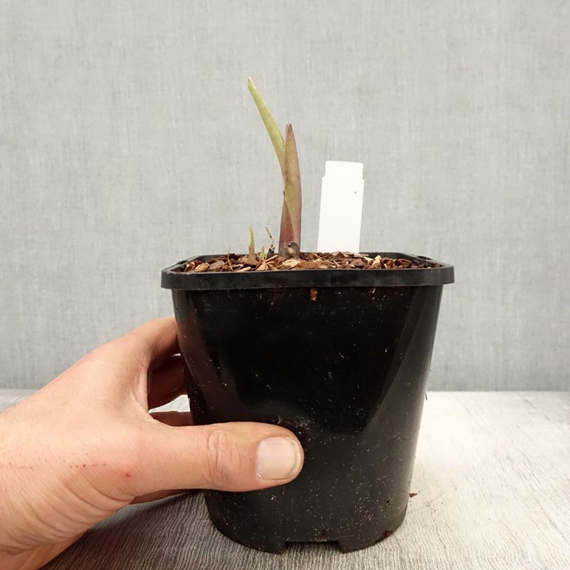 Exemplar von Hosta Ruffed Up - Garten-Funkie Topf mit 1,5L/2L wie im Frühjahr geliefert