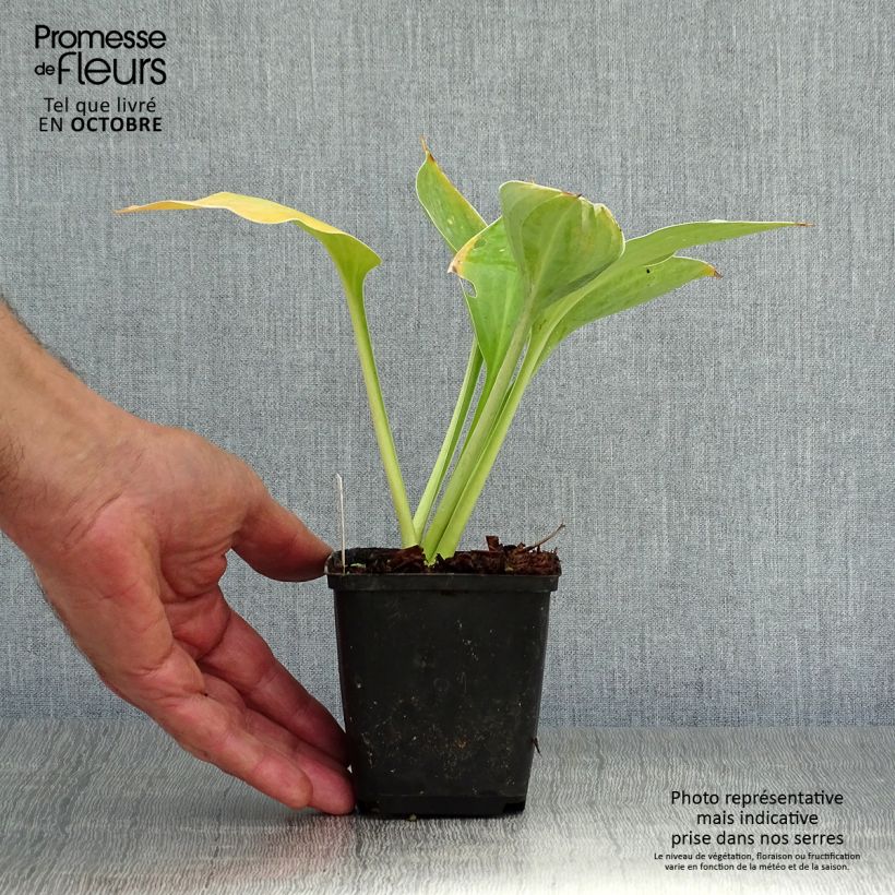 Exemplar von Hosta fluctuans Sagae - Funkie Kleine Töpfe von 8/9 cm wie im Herbst geliefert