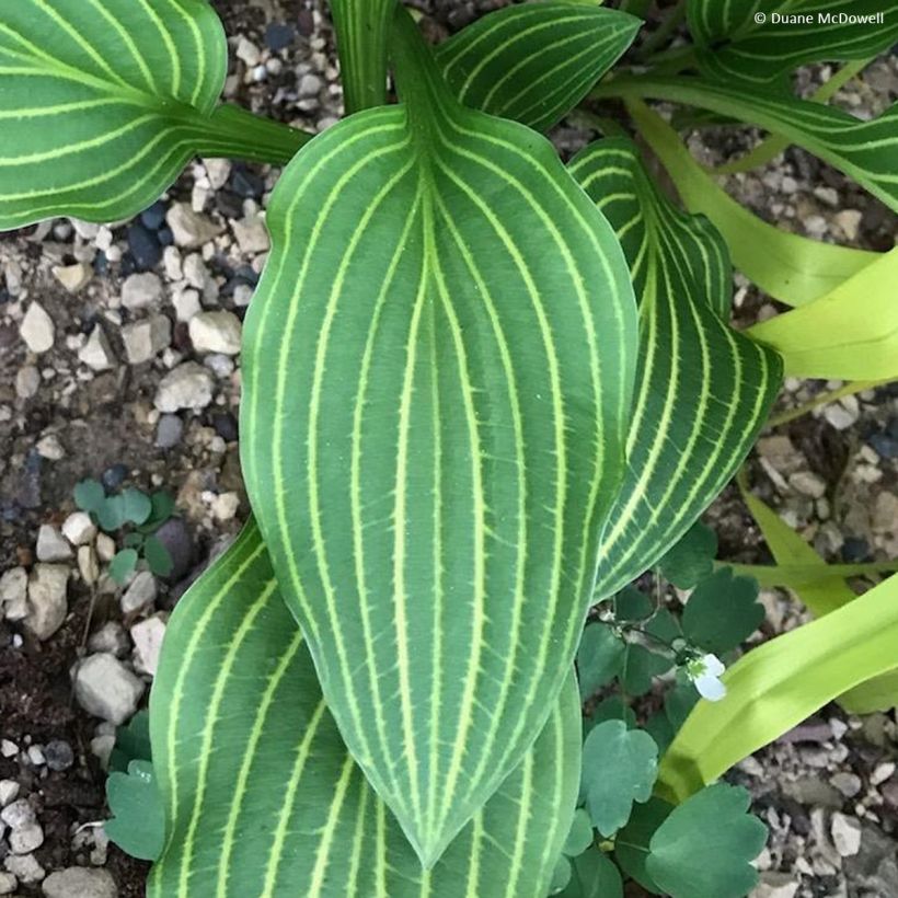 Hosta Siberian Tiger - Garten-Funkie (Laub)