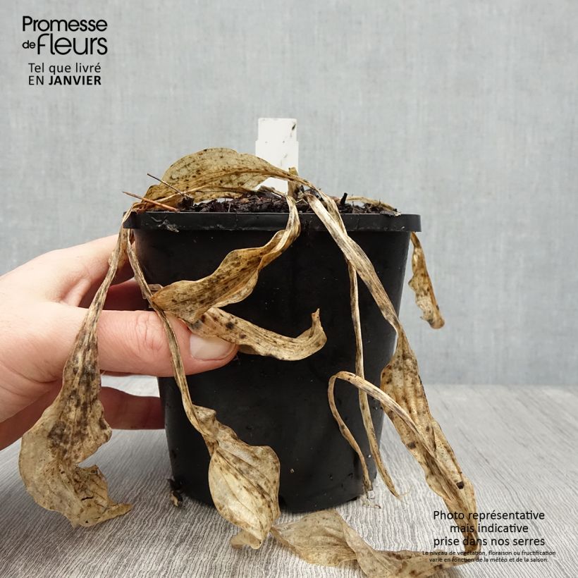 Exemplar von Hosta Siberian Tiger - Garten-Funkie Topf mit 1,5L/2L wie im Winter geliefert