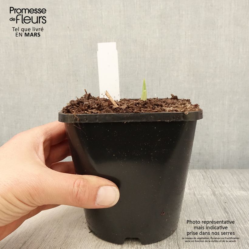 Exemplar von Hosta Siberian Tiger - Garten-Funkie Topf mit 1,5L/2L wie im Frühjahr geliefert