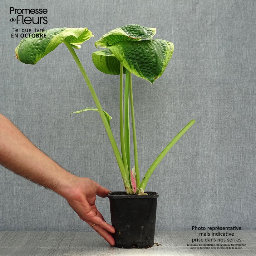 Exemplar von Hosta sieboldiana Frances williams - Garten-Funkie Topf mit 2L/3L wie im Herbst geliefert