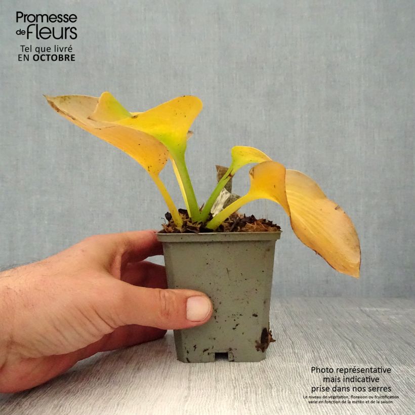 Exemplar von Hosta sieboldiana elegans - Garten-Funkie Kleine Töpfe von 8/9 cm wie im Herbst geliefert