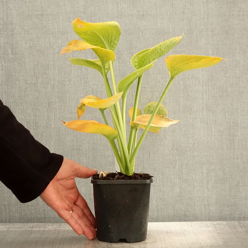 Exemplar von Hosta sieboldiana elegans - Garten-Funkie Topf mit 1,5L/2L wie im Herbst geliefert