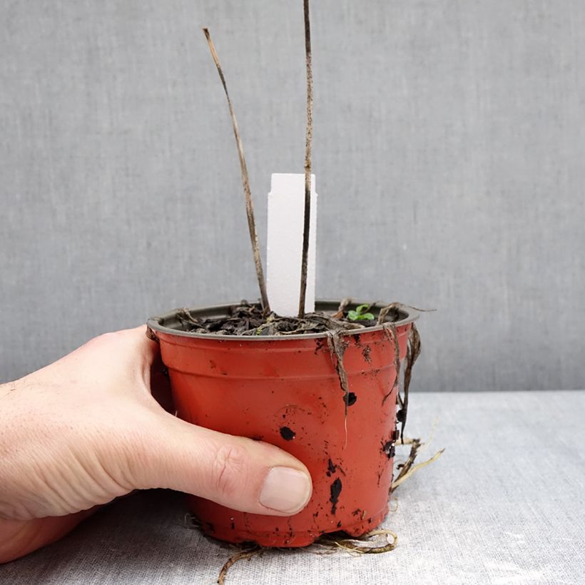 Exemplar von Hosta Silly String - Funkie Topf 12 cm / 13 cm wie im Winter geliefert