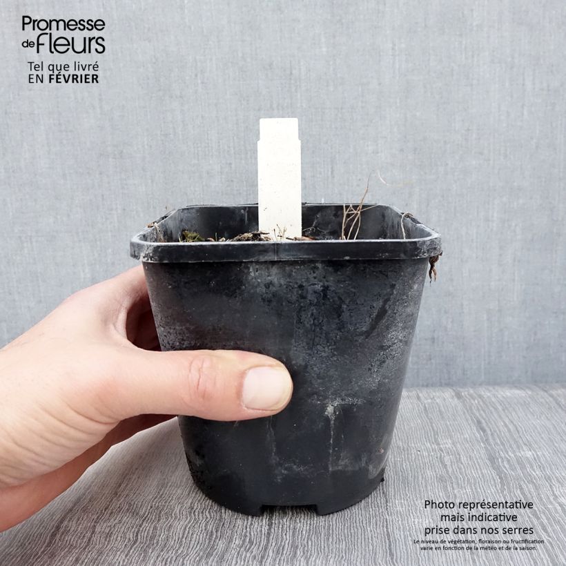 Exemplar von Hosta Smiling Mouse - Garten-Funkie Topf mit 1,5L/2L wie im Winter geliefert