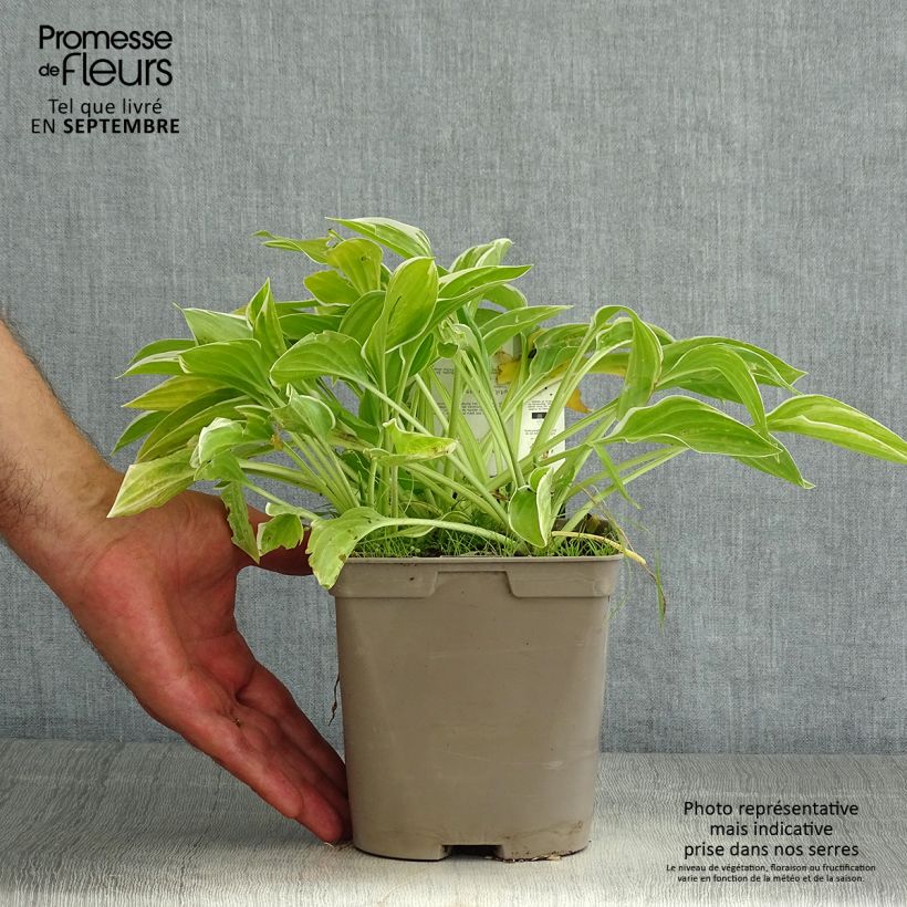 Exemplar von Hosta So Sweet - Garten-Funkie Topf mit 2L/3L wie im Sommer geliefert