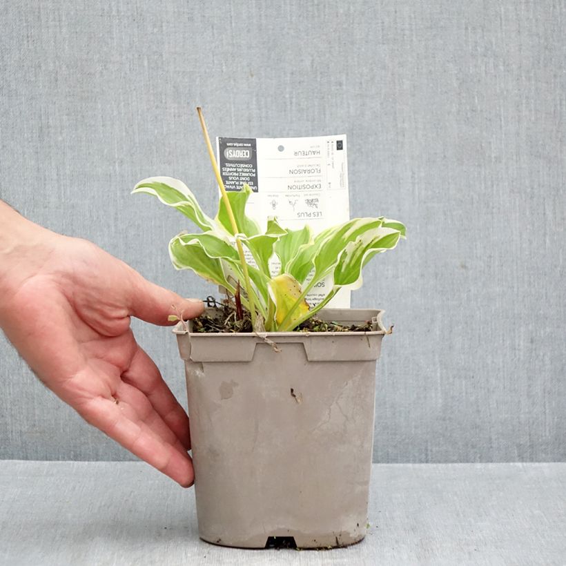 Exemplar von Hosta So Sweet - Garten-Funkie Topf mit 2L/3L wie im Herbst geliefert