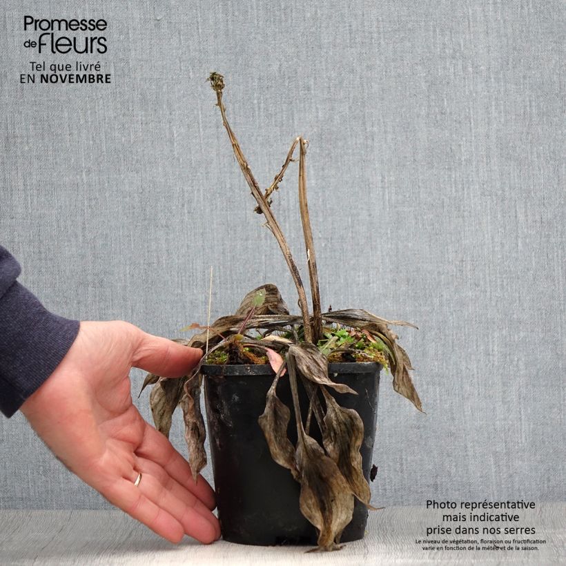 Exemplar von Hosta Stand by Me - Garten-Funkie Topf mit 1,5L/2L wie im Herbst geliefert