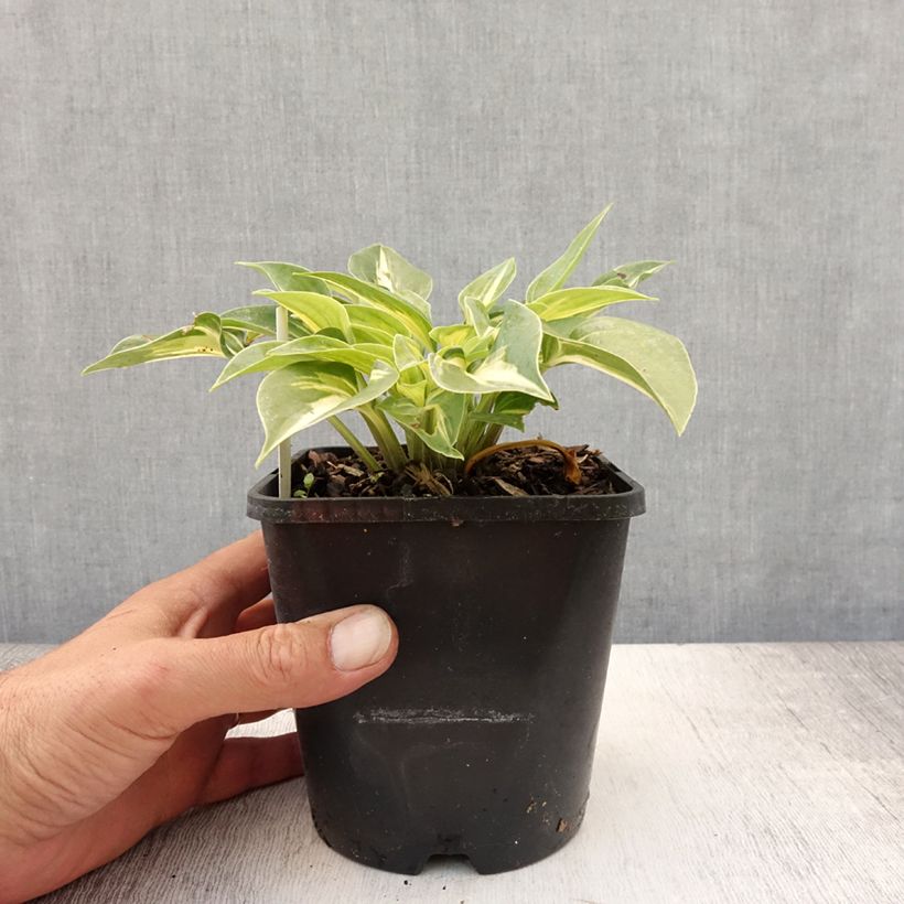 Exemplar von Hosta Stand by Me - Garten-Funkie Topf mit 1,5L/2L wie im Sommer geliefert