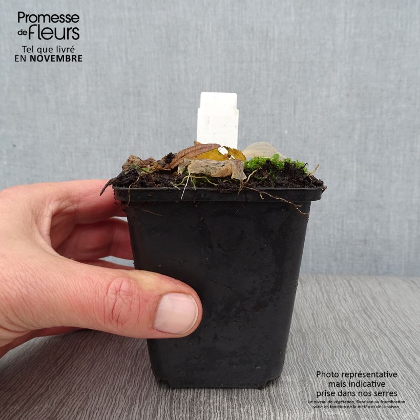 Exemplar von Hosta Striptease - Garten-Funkie Kleine Töpfe von 8/9 cm wie im Herbst geliefert