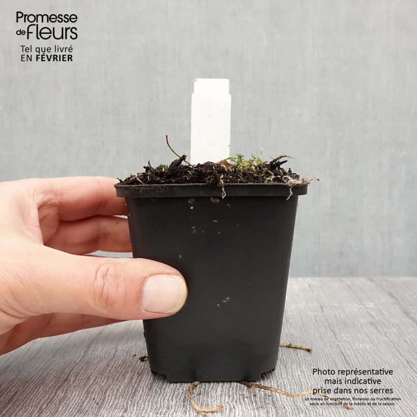 Exemplar von Hosta Striptease - Garten-Funkie Kleine Töpfe von 8/9 cm wie im Winter geliefert