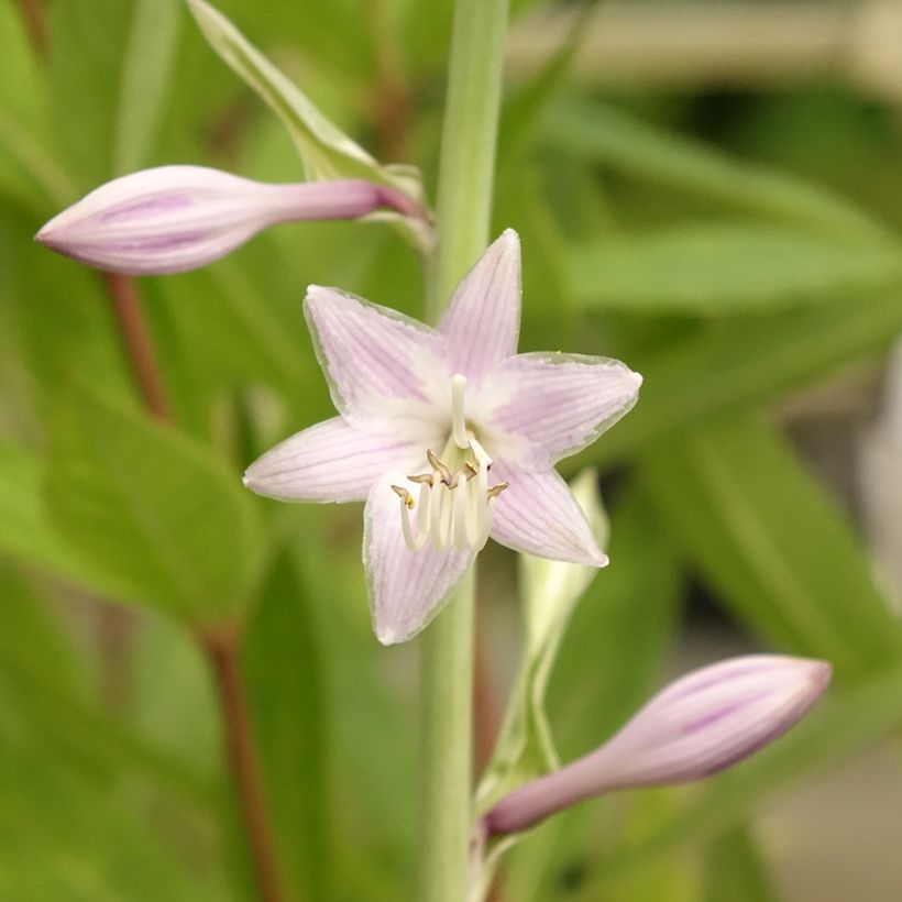 Hosta Striptease - Garten-Funkie (Blüte)