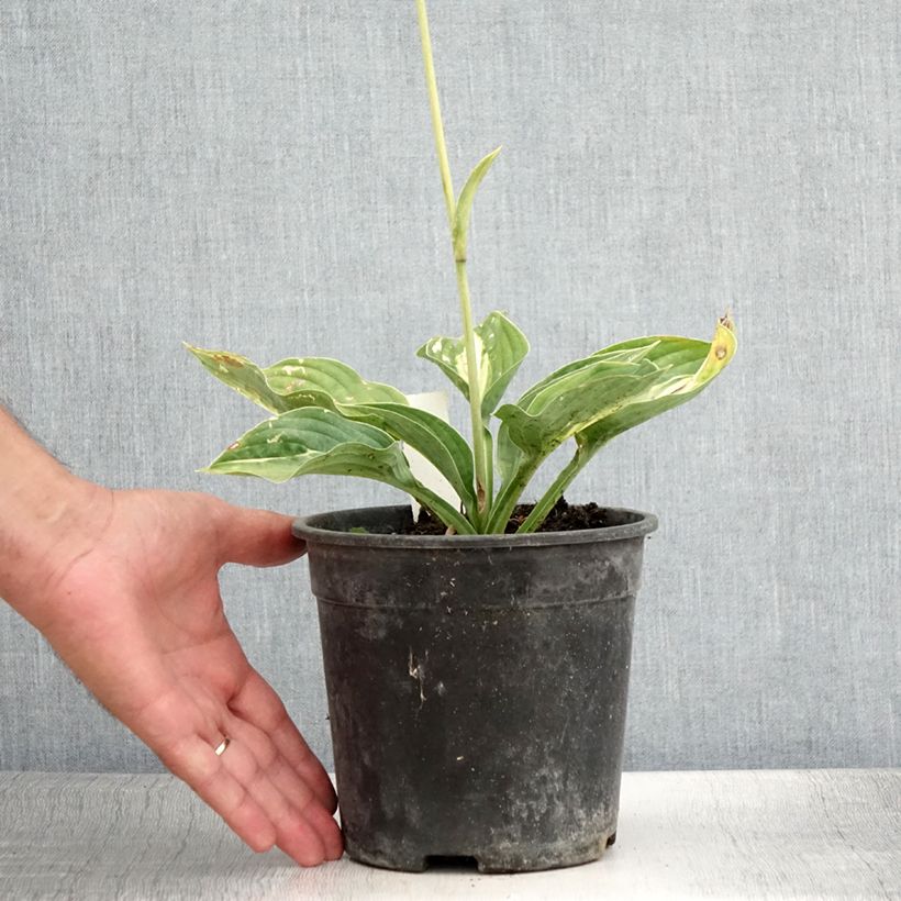 Exemplar von Hosta Striptease - Garten-Funkie Topf mit 2L/3L wie im Sommer geliefert