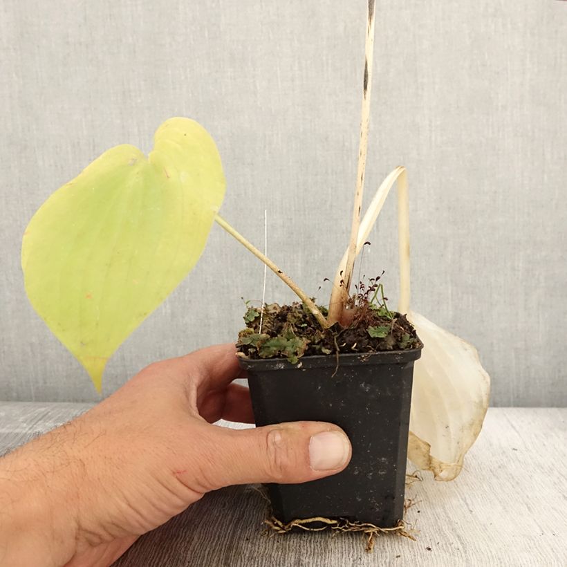 Exemplar von Hosta Sum and Substance - Garten-Funkie Kleine Töpfe von 8/9 cm wie im Herbst geliefert