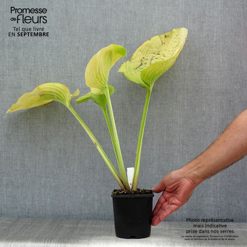 Exemplar von Hosta Sum and Substance - Garten-Funkie Topf mit 2L/3L wie im Sommer geliefert